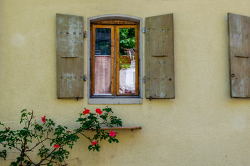 Fototapeta na wymiar Single window and roses on yellow wall