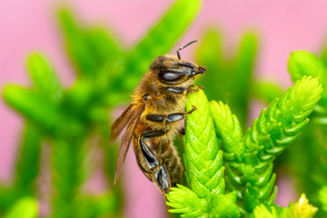 Beautiful  Bee macro in green nature 