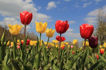 a group yellow and red flowering tulips in a garden in the netherlands at a sunny day in springtime and a blue sky with clouds
