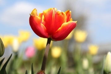 Fototapeta premium a beautiful red tulip with a yellow edge closeup and a beautiful colorful blue background with yellow dots and green in the garden in springtime