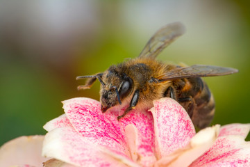 Beautiful  Bee macro in green nature 
