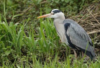 Naklejka premium A magnificent hunting Grey Heron, Ardea cinerea, standing at the bank of a river.