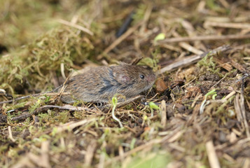 A cute Field or Short-tailed Vole, Microtus agrestis, emerging from its nest in a field in the UK.