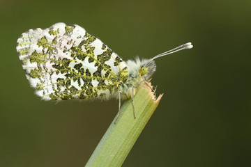 A pretty Orange-tip Butterfly, Anthocharis cardamines, perched on a plant in spring.