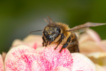 Beautiful  Bee macro in green nature 