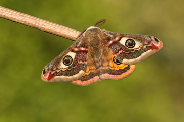 A stunning male Emperor Moth, Saturnia pavonia, perching on a twig in spring. 