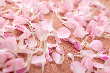 Pink Carnation Petals Texture, Dianthus or Schabaud Background