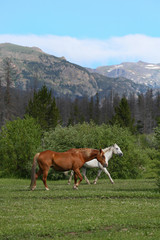 Fototapeta na wymiar Mountain Horse