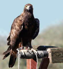 A Golden Eagle site quietly on his perch and looks directly at the camera.