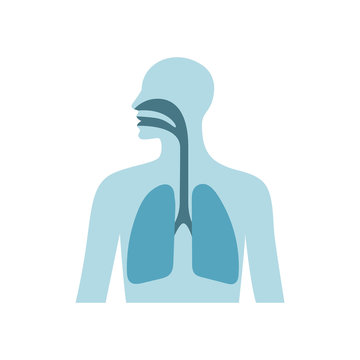 Human lungs vector flat illustration. Male chest silhouette isolated on white background. Coronavirus concept.