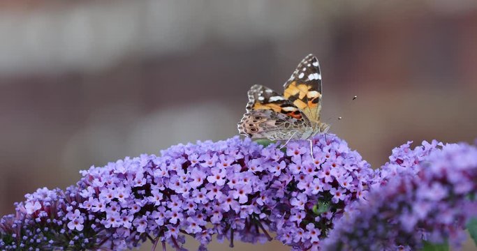 Butterfly Painted Lady (Vanessa cardui) feeding on purple Buddleia Bush (Buddleja davidii) nectaring