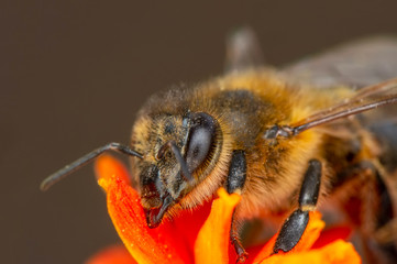 Beautiful  Bee macro in green nature 