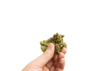 Naklejka na ściany i meble Male hand holding green dried cannabis bud on white background. Marijuana bud in man hand isolated on white background.