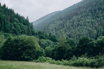 Mountains, coniferous forest, incredibly beautiful nature