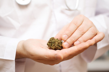 Male doctor holding green dried cannabis bud in his hand.