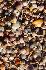 seashells on the beach