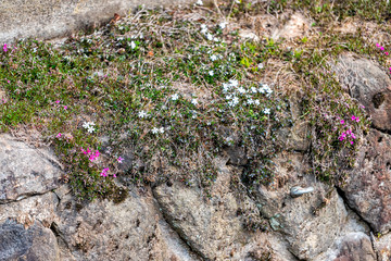 Closeup of stone bank by Enako river in Takayama, Gifu prefecture in Japan with purple and white phlox flowers growing in spring