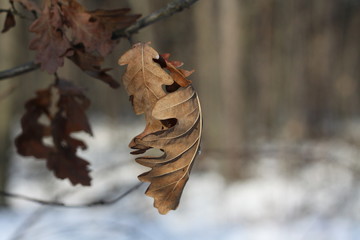 
winter leaf