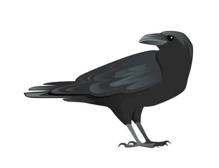 Fototapeta premium Black raven bird cartoon crow design flat vector animal illustration isolated on white background