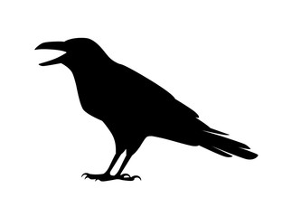 Black silhouette raven bird cartoon crow design flat vector animal illustration isolated on white background