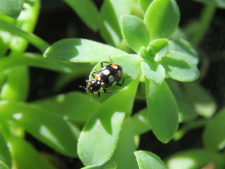 Joaninha com bolinhas coloridas.