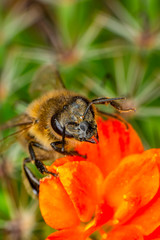 Beautiful  Bee macro in green nature 