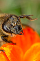 Beautiful  Bee macro in green nature 