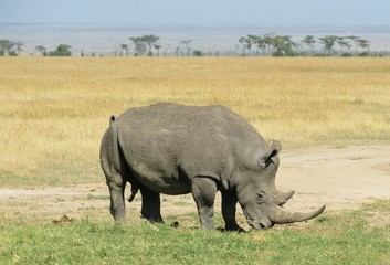 Young, endangered black rhino
