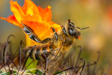 Beautiful  Bee macro in green nature 