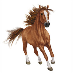 Obraz premium koń, zwierzę, brązowy, głowa, gospodarstwo rolne, portret, ogier, natura, koński, ssak, miłośnik koni, biały, dziki, kucyk, na białym tle, galop, piękny, biegać, koń, pole, włosie końskie, klacz, lato, piękno, wesz