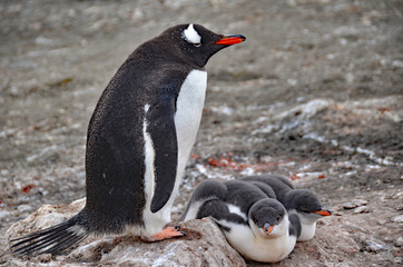 Fototapeta premium gentoo penguin family