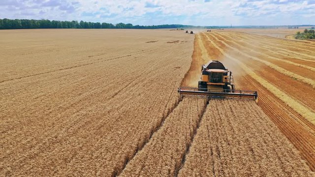 Harvester on wheat field. Industrial footage on agricultural theme. Combine harvester on the yellow field under the blue sky. Harvesting crop in summer.