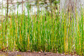 Equisetum hyemale or scouring-rush horsetail canuela young green plant growing in Japanese garden...