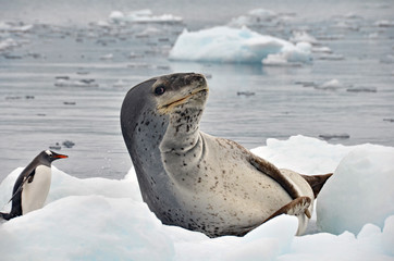 Leopard Seal © Mike