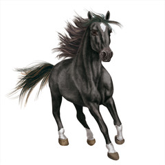 cheval, animal, étalon, noir, isolé, blanc, galop, courir, course, mammifère, ferme, nature, chevalin, amoureux des chevaux, sauvage, brun, arabe, crin, jument, gratuit, liberté, de race, beau, beauté