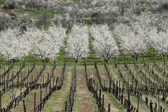 Mirabelle plums orchard flowering trees during springtime and vine