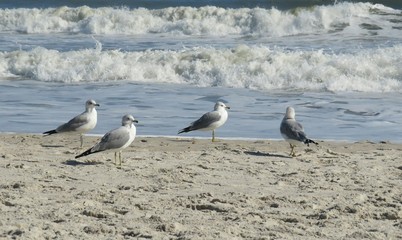 Seagulls on ocean waves background at Atlantic coast of North Florida