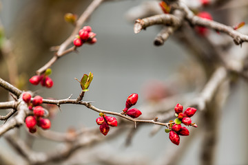 Closeup of one cherry tree sakura blossom on branch with opening flower buds in spring springtime at shrine temple on Higashiyama walking course in Takayama, Japan of Gifu Prefecture