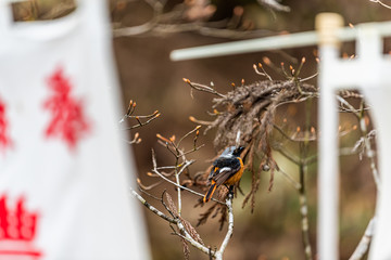 Daurian redstart Phoenicurus auroreus small passerine bird perched on tree branch by Toyokawa Jozan Inari Shrine at Higashiyama walking course in Takayama, Japan of Gifu prefecture