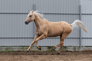 Palomino american quarter horse running in paddock on the sand background