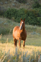 Quarter Horses in Pasture