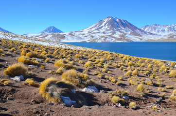 Laguna na pustyni Atakama w Chile