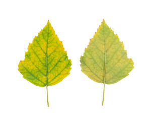 Front and back of Yellow autumn birch tree leaf cut out on white background. Good for texture of nature elements like tree leafs for 3D models.
