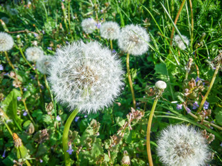 Selective focus on dandelions among the green grass in the nature. 