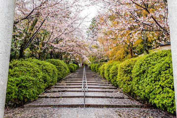 Stairs wet steps covered in cherry blossom flowers sakura petals after rain with railing and garden trees at Munetada Jinja shrine temple in Kyoto, Japan in spring