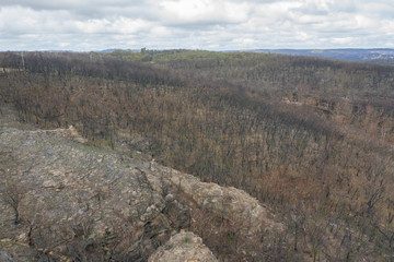 A forest burnt by bush fire in Australia beginning to regenerate
