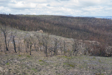 A forest burnt by bush fire in Australia beginning to regenerate