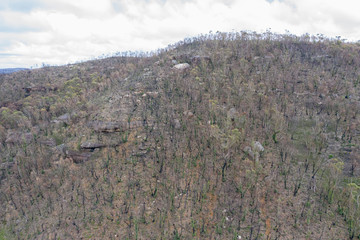 A forest burnt by bush fire in Australia beginning to regenerate