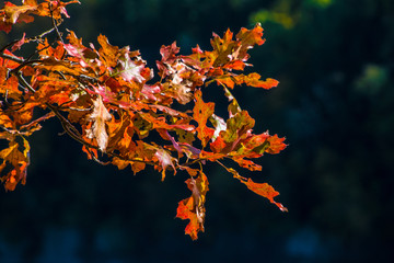 Letchworth State Park New York