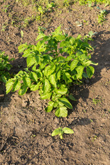 Potato on an organic household field. Springtime plowed soil with potato bushes with green leafs stacked in a row. Authentic farm series.